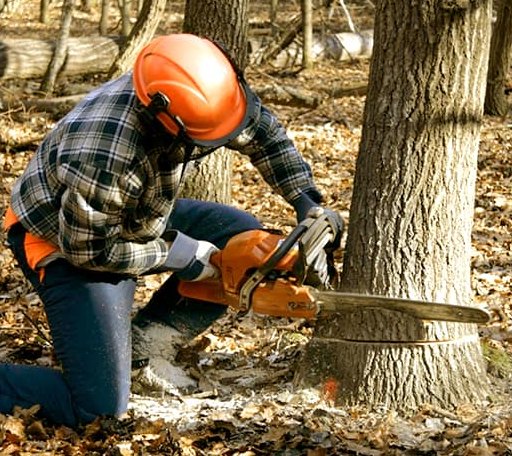 Tree Removal in Perrin, TX